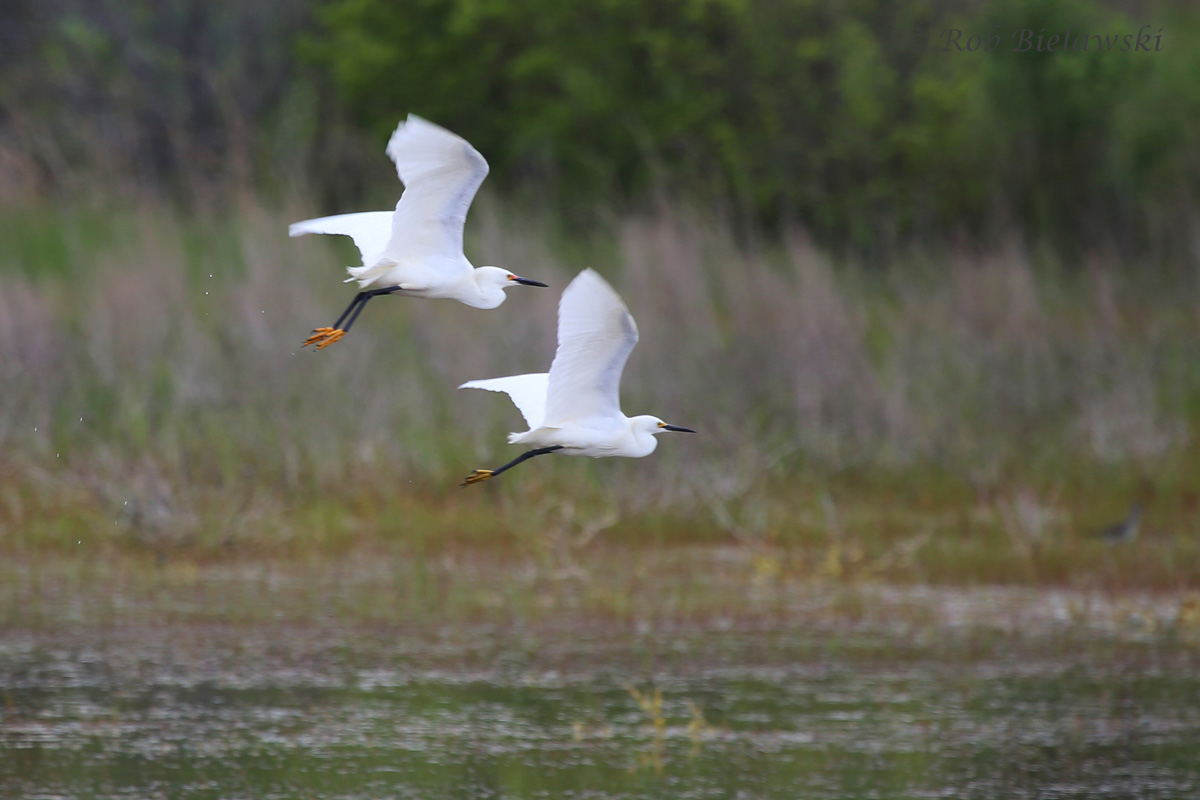   Snowy Egrets / 1 May 2016 / Princess Anne WMA (Whitehurst Tract)  