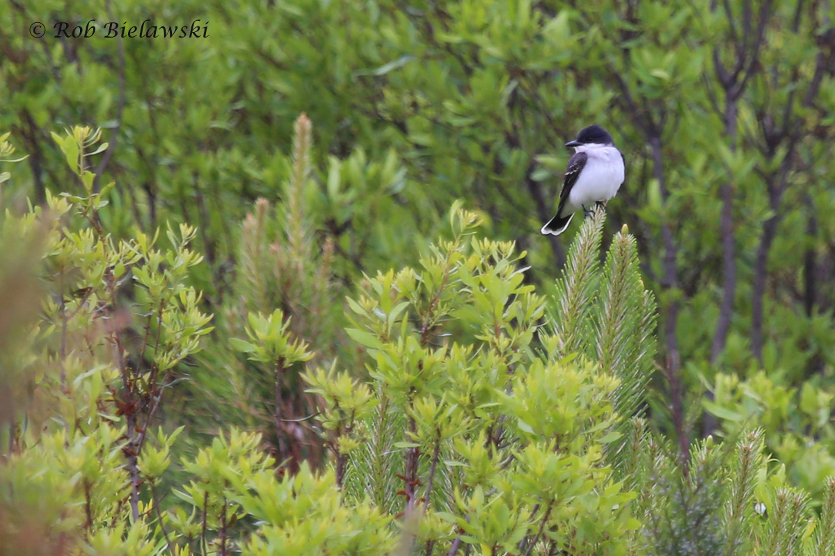   Eastern Kingbird / 1 May 2016 / Princess Anne WMA (Whitehurst Tract)  