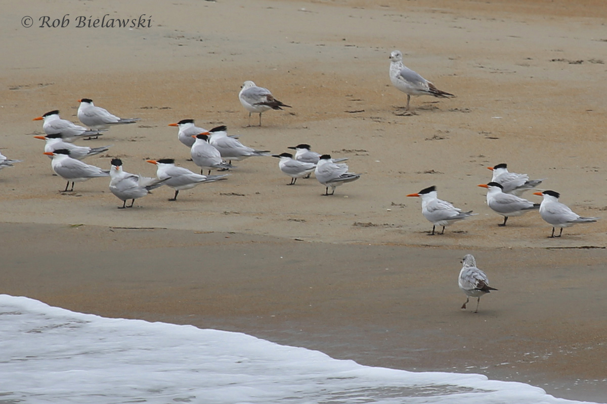   Royal &amp; Sandwich Terns and Ring-billed Gulls / 1 May 2016 / Rudee Inlet  