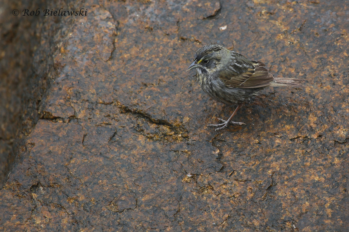   Seaside Sparrow / 1 May 2016 / Rudee Inlet  