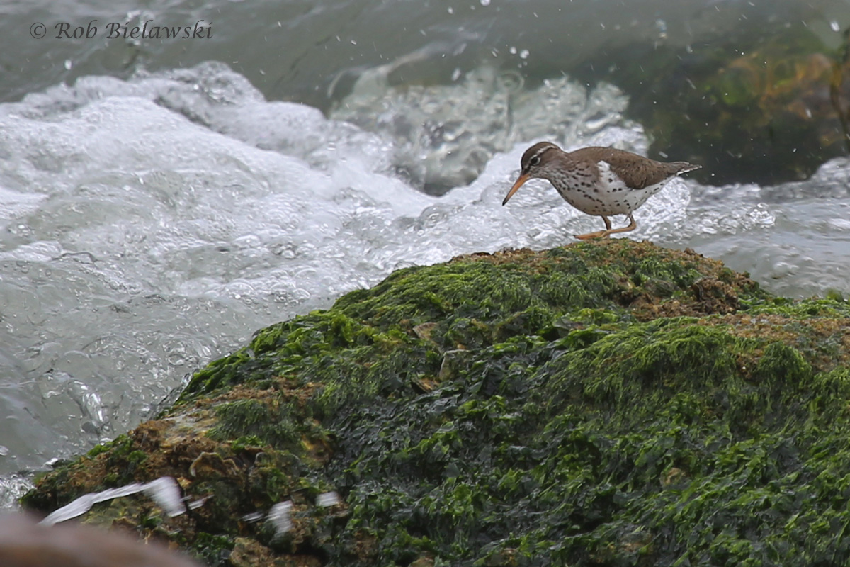   Spotted Sandpiper / 1 May 2016 / Rudee Inlet  