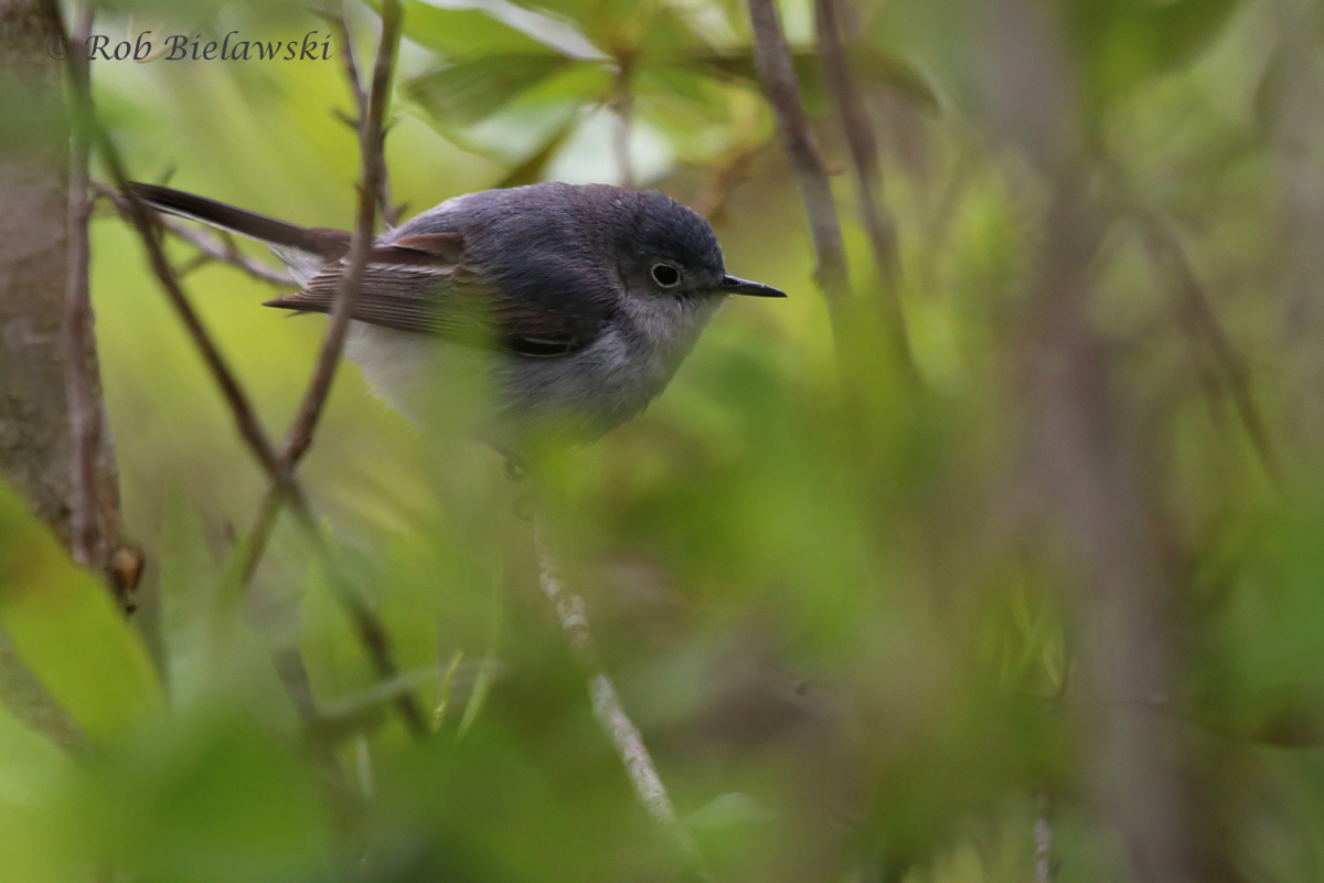   Blue-gray Gnatcatcher / 1 May 2016 / Princess Anne WMA (Whitehurst Tract)  