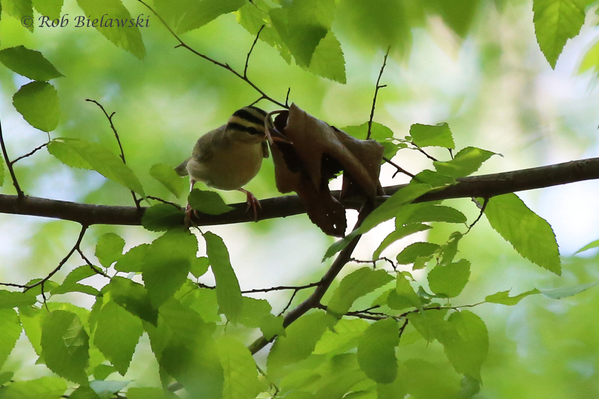   Worm-eating Warbler / 2 May 2016 / Stumpy Lake NA  