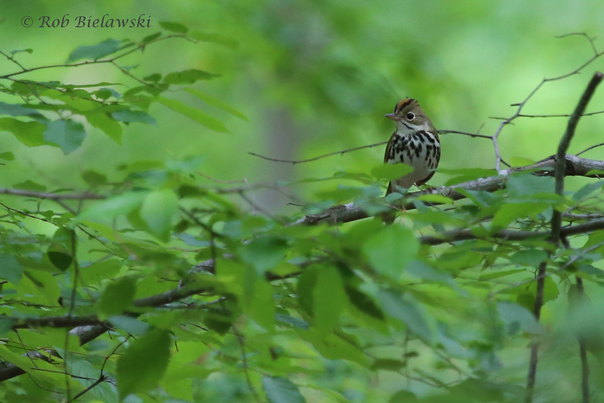   Ovenbird / 2 May 2016 / Stumpy Lake NA  