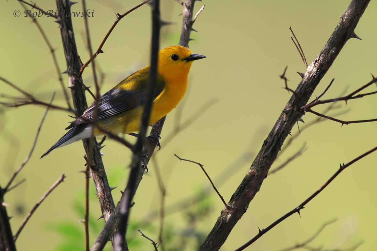   Prothonotary Warbler / 2 May 2016 / Stumpy Lake NA  