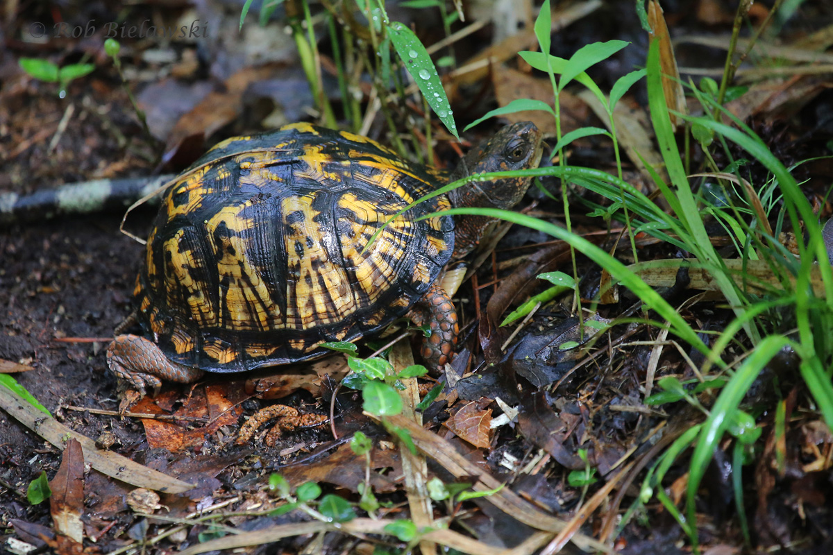   Eastern Box Turtle / 3 May 2016 / Red Wing Park  