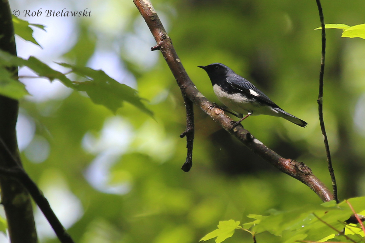   Black-throated Blue Warbler / 3 May 2016 / Red Wing Park  