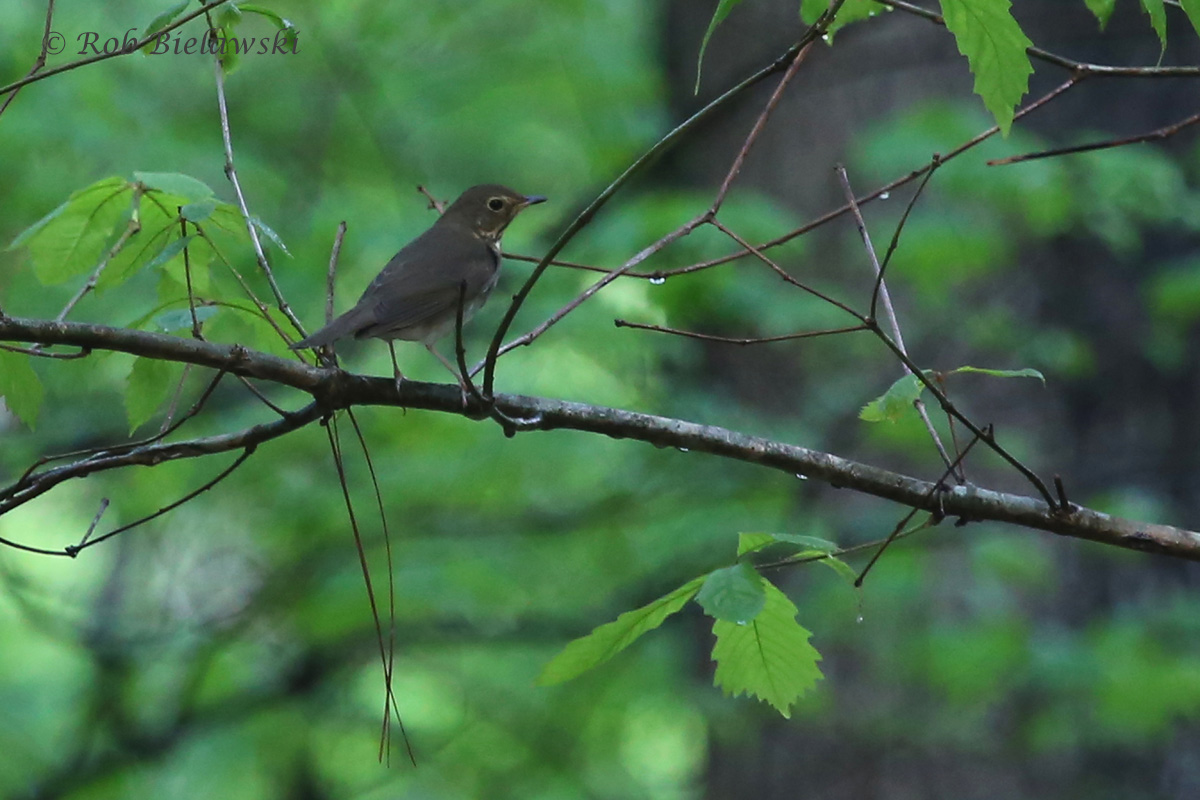   Swainson's Thrush / 3 May 2016 / Red Wing Park  