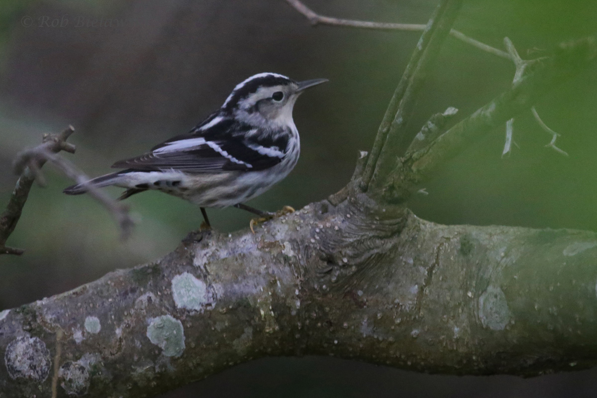   Black-and-white Warbler / 4 May 2016 / Back Bay NWR  