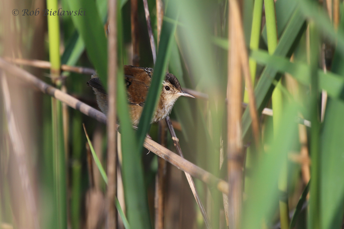   Marsh Wren / 7 May 2016 / Back Bay NWR  