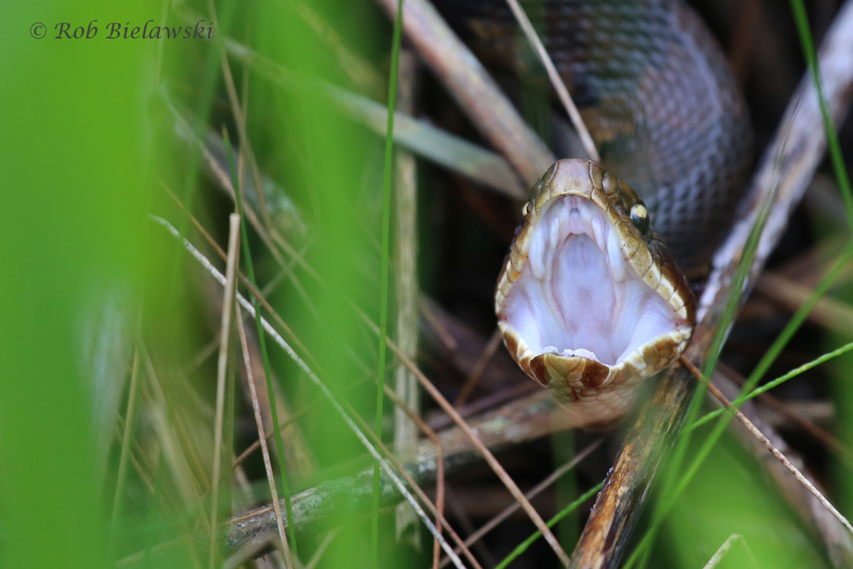   Eastern Cottonmouth / 7 May 2016 / Back Bay NWR  