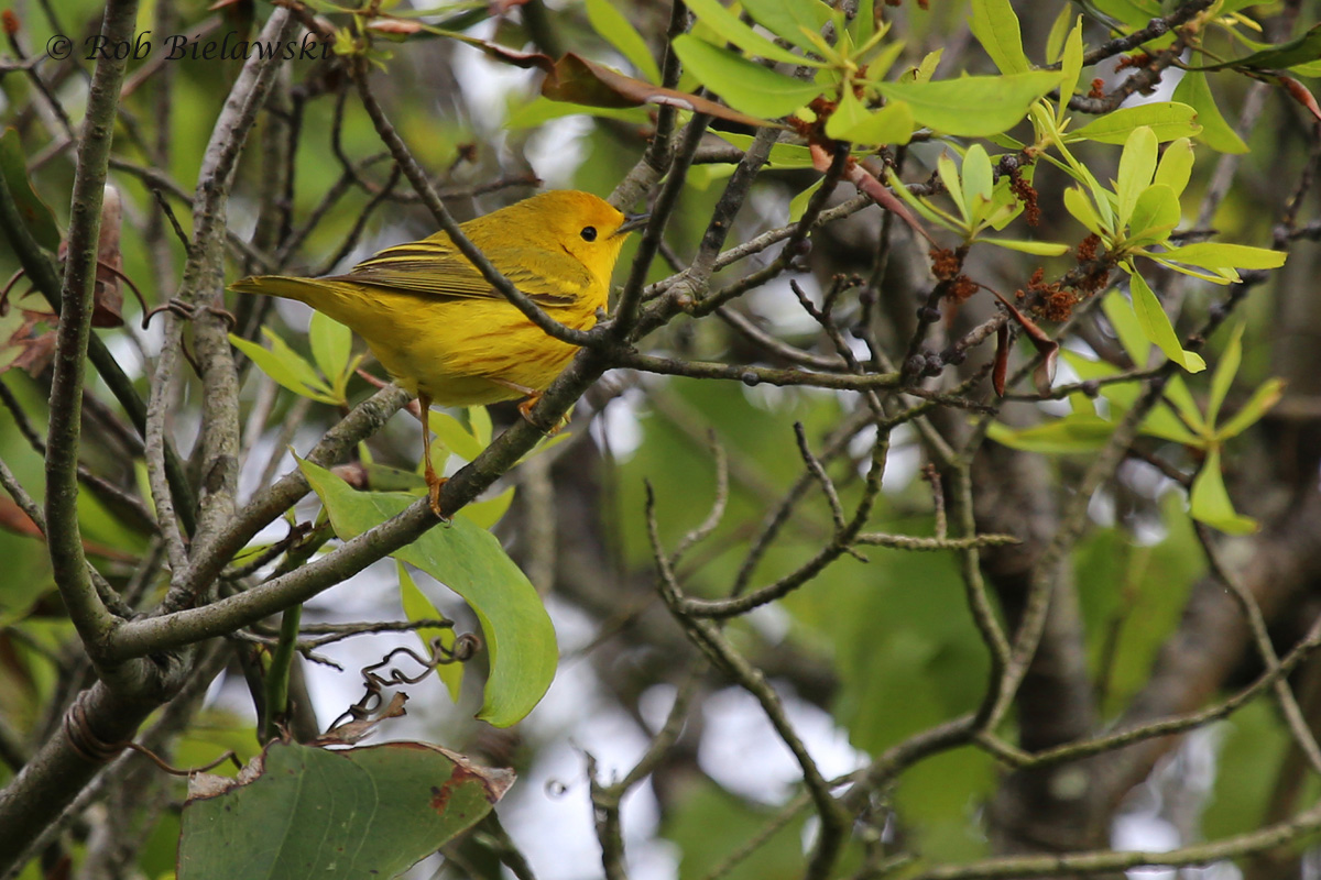   Yellow Warbler / 7 May 2016 / Back Bay NWR  