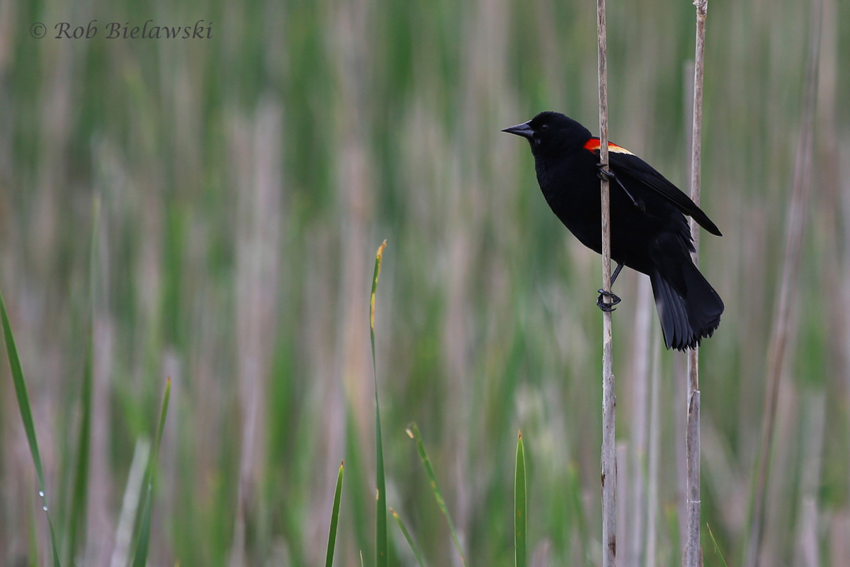   Red-winged Blackbird / 7 May 2016 / Back Bay NWR  