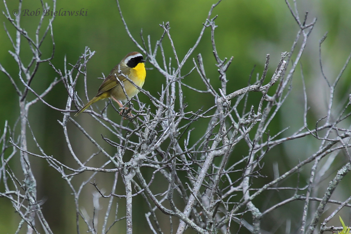   Common Yellowthroat / 7 May 2016 / Back Bay NWR  