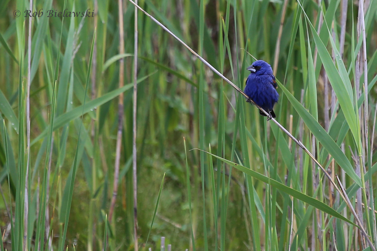   Blue Grosbeak / 7 May 2016 / Back Bay NWR  