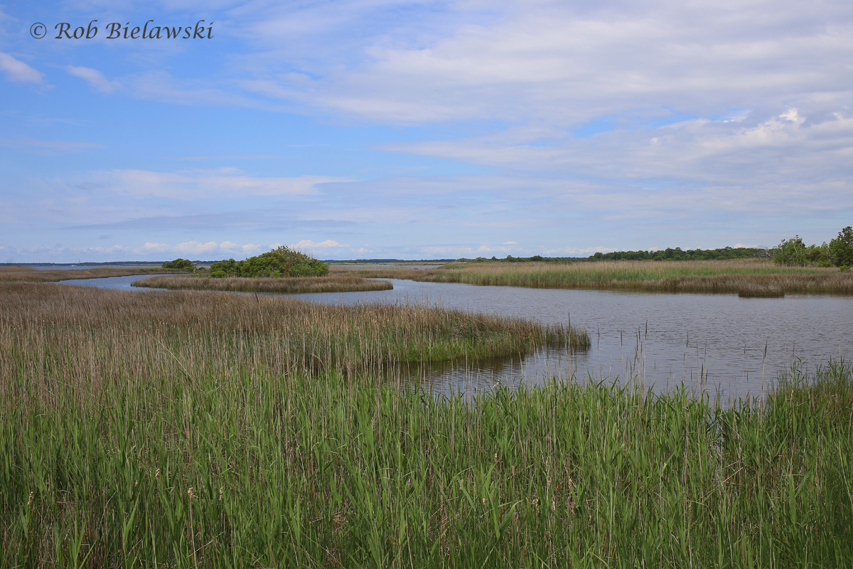   Back Bay / 7 May 2016 / Back Bay NWR  