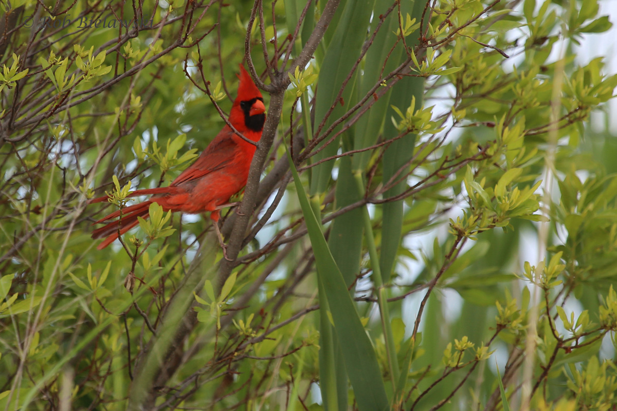   Northern Cardinal / 7 May 2016 / Back Bay NWR  