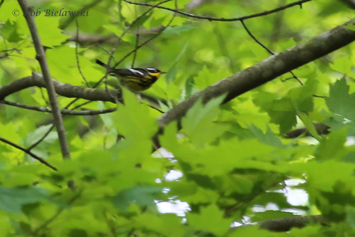   Magnolia Warbler / 8 May 2016 / Red Wing Park  