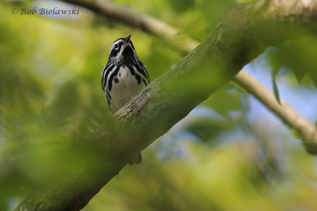   Black-and-white Warbler / 11 May 2016 / Back Bay NWR  