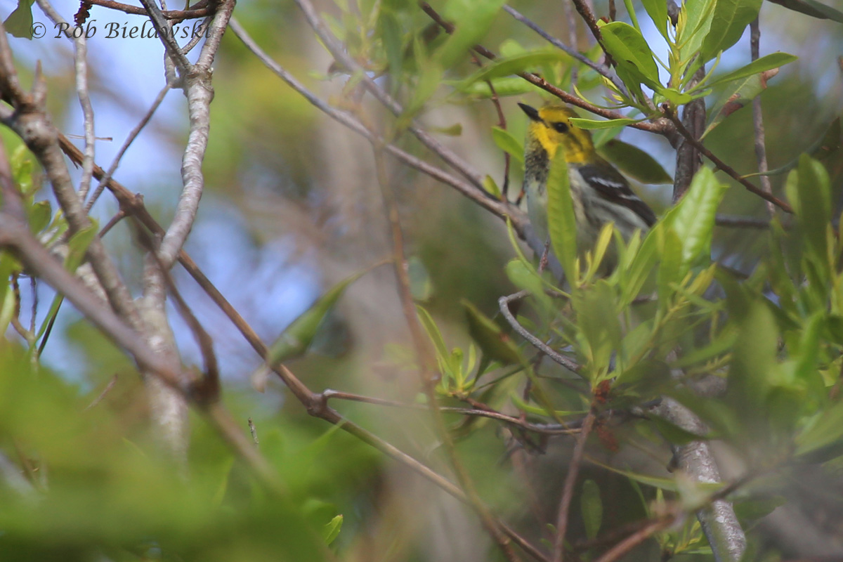   Black-throated Green Warbler / 11 May 2016 / Back Bay NWR  