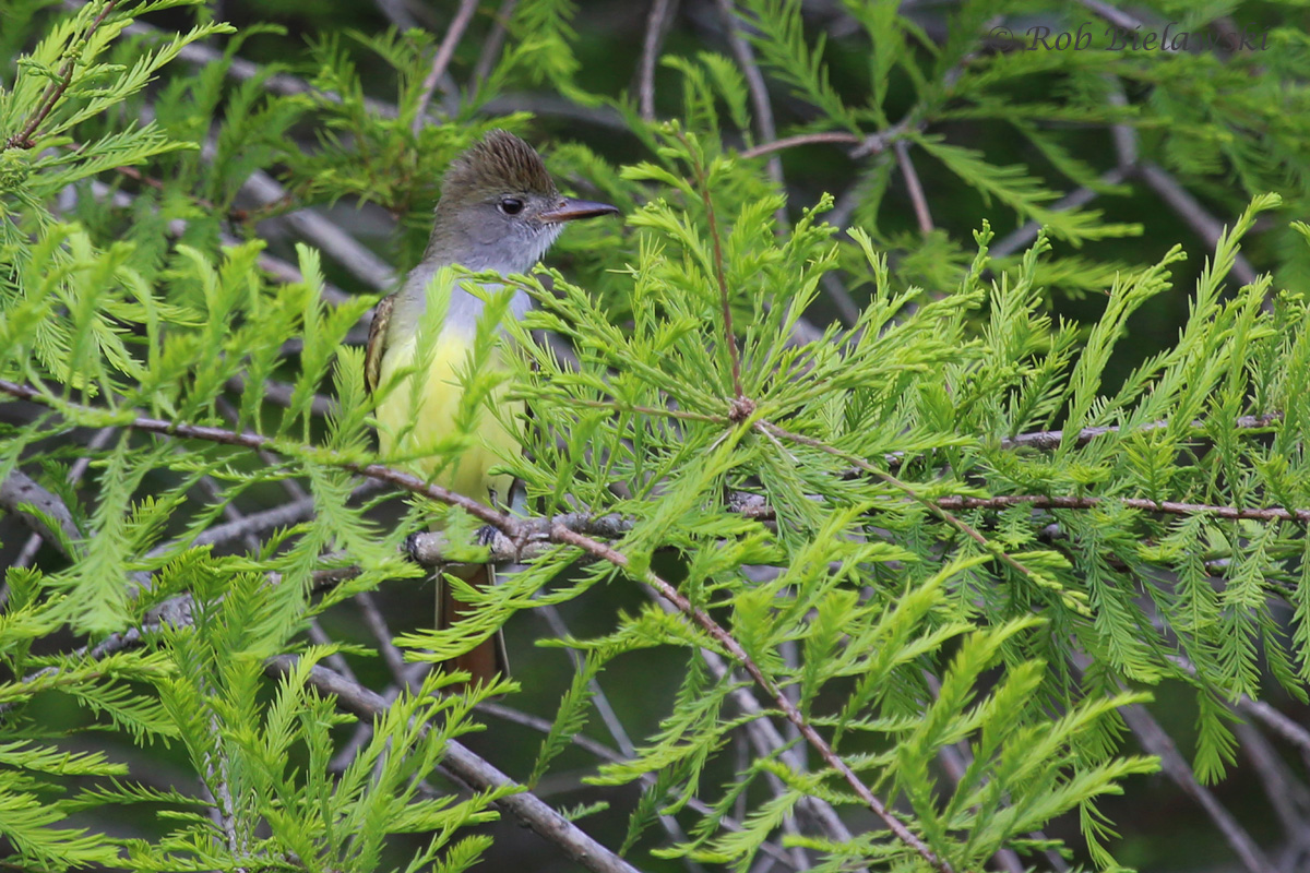   Great Crested Flycatcher / 11 May 2016 / Back Bay NWR  