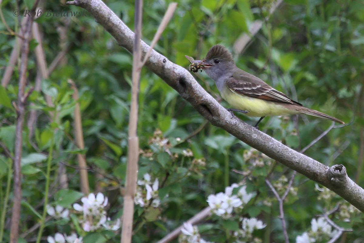   Great Crested Flycatcher / 11 May 2016 / Back Bay NWR  