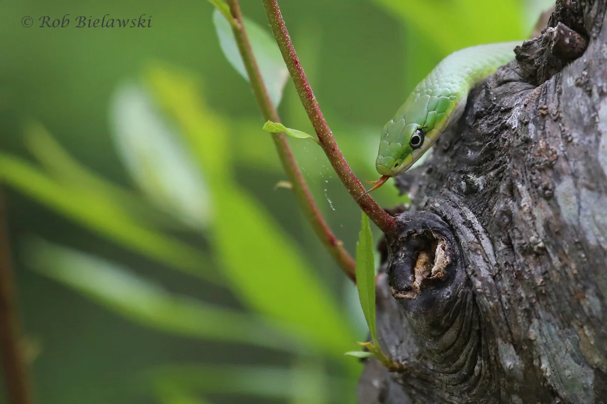   Rough Greensnake / 11 May 2016 / Back Bay NWR  