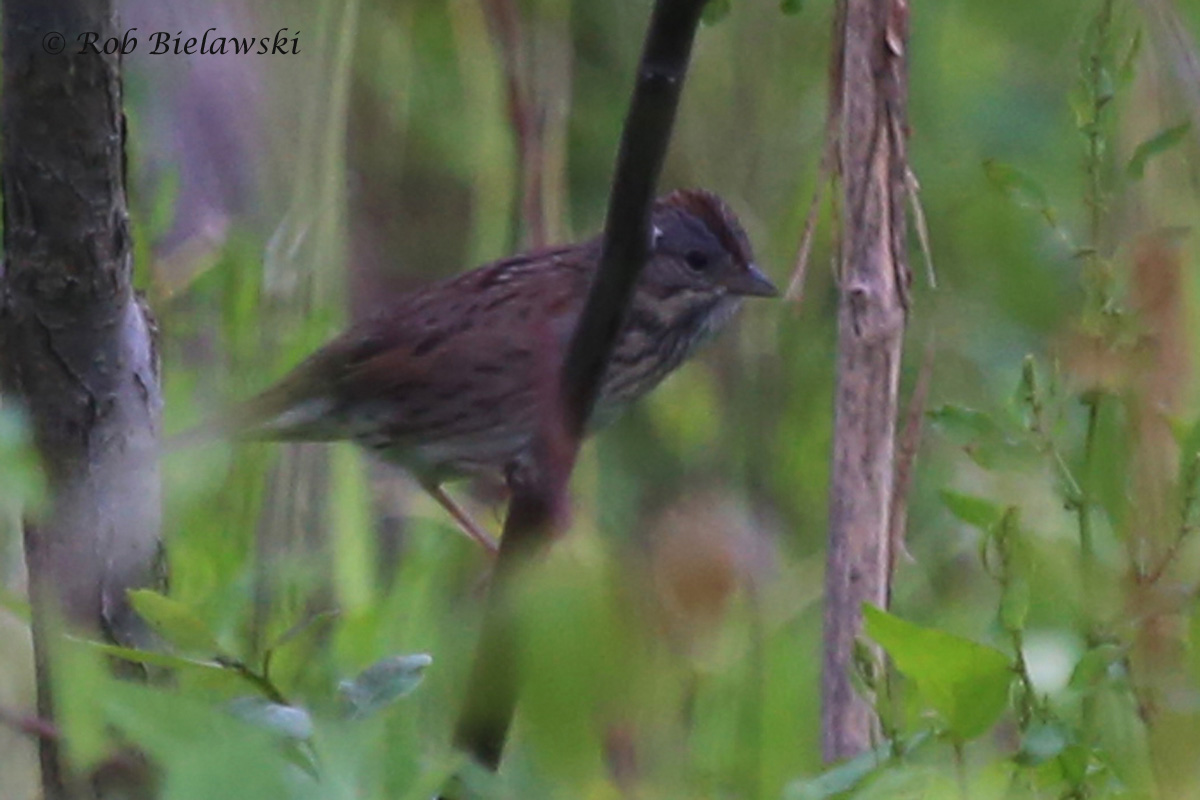   Lincoln's Sparrow / 11 May 2016 / Back Bay NWR  