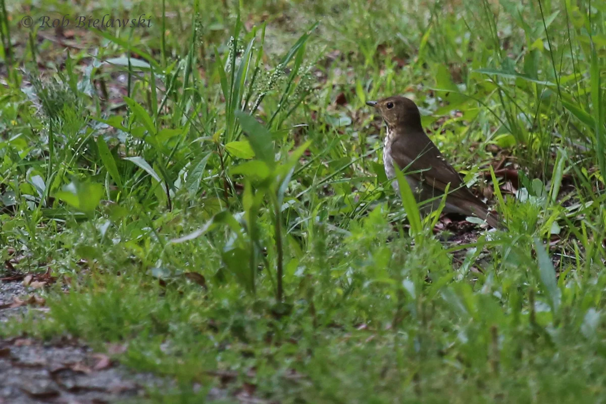   Swainson's Thrush / 11 May 2016 / Back Bay NWR  