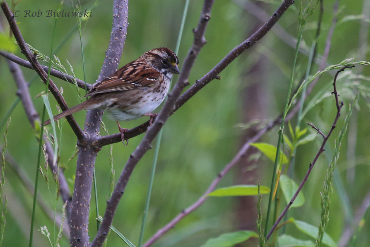   White-throated Sparrow / 11 May 2016 / Back Bay NWR  