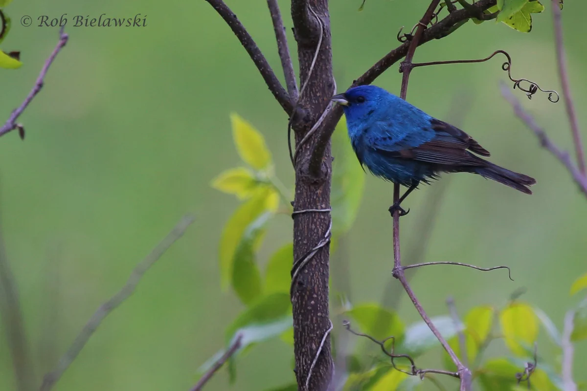   Indigo Bunting / 11 May 2016 / Back Bay NWR  