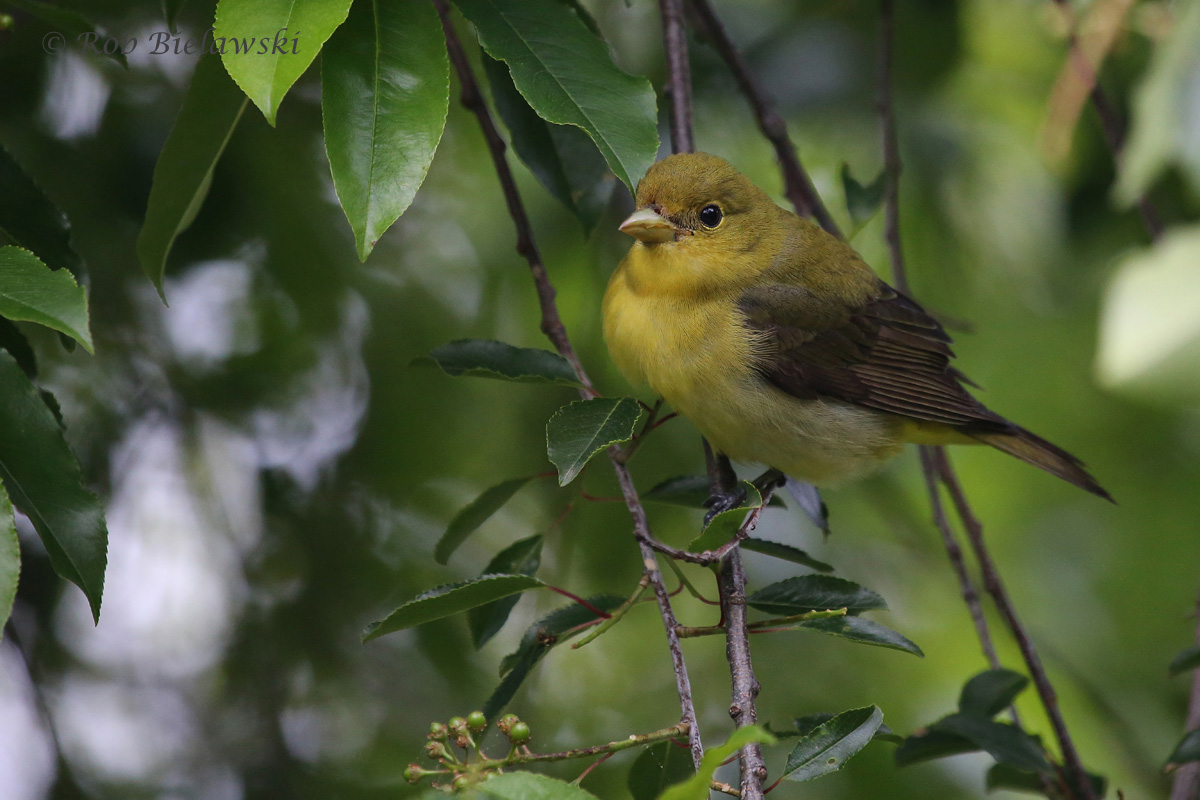   Scarlet Tanager / 11 May 2016 / Back Bay NWR  