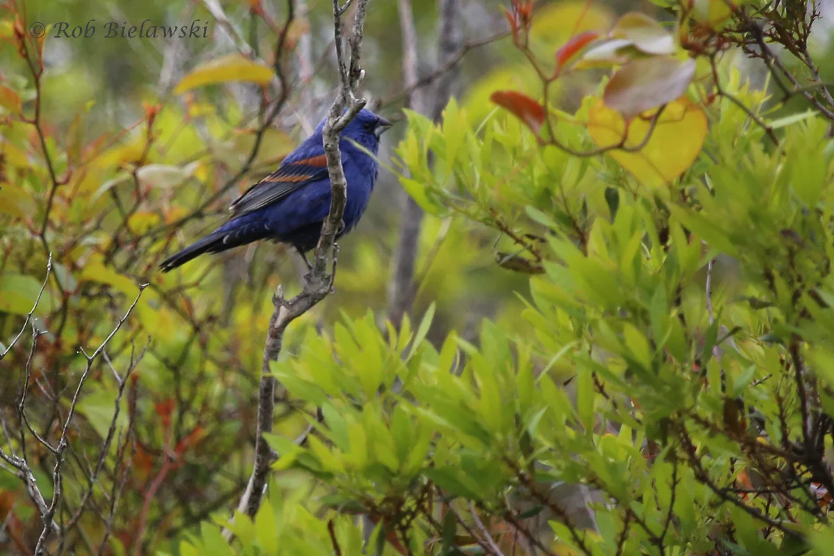   Blue Grosbeak / 11 May 2016 / Back Bay NWR  