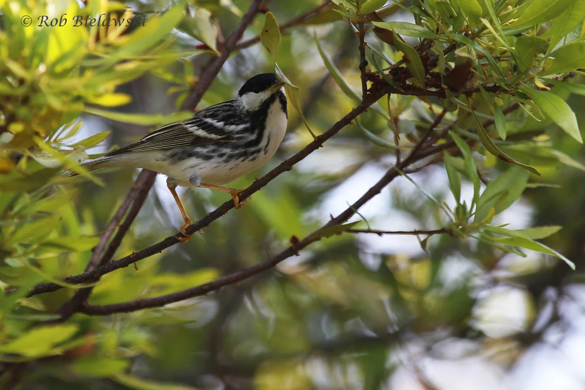   Blackpoll Warbler / 16 May 2016 / Back Bay NWR  