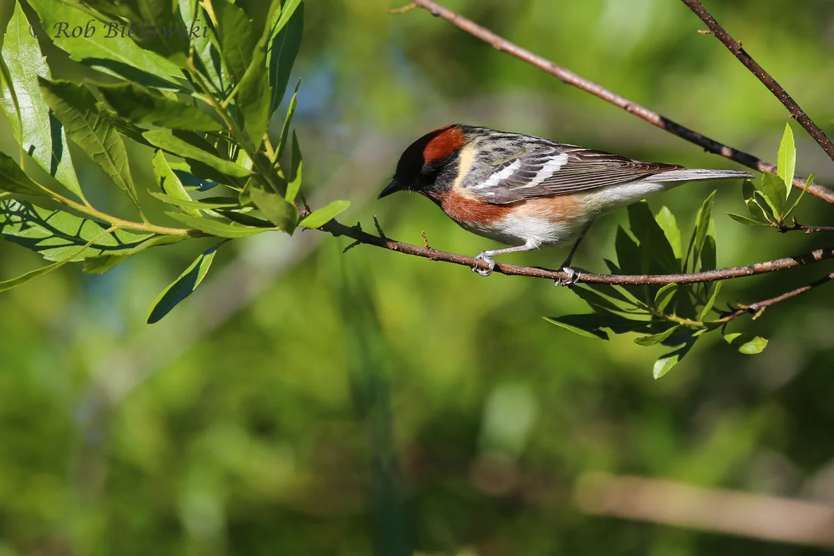   Bay-breasted Warbler / 16 May 2016 / Back Bay NWR  