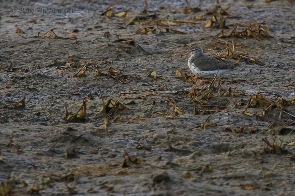   Spotted Sandpiper / 16 May 2016 / Princess Anne WMA Beasley Tract  