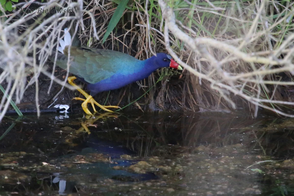   Purple Gallinule / 16 May 2016 / Princess Anne WMA Beasley Tract  