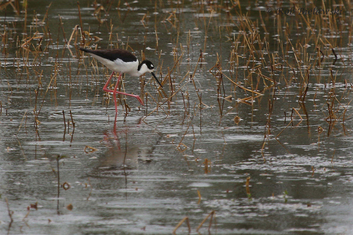   Black-necked Stilt / 17 May 2016 / Princess Anne WMA Beasley Tract  