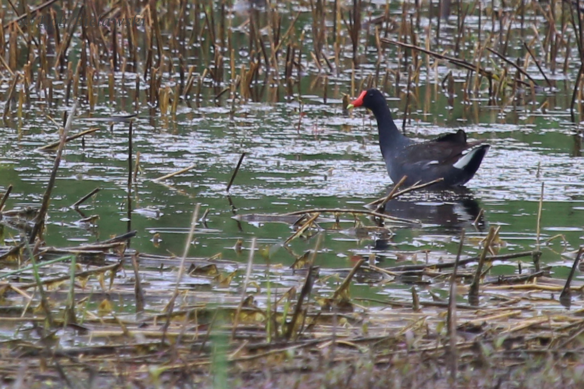   Common Gallinule / 17 May 2016 / Princess Anne WMA Beasley Tract  