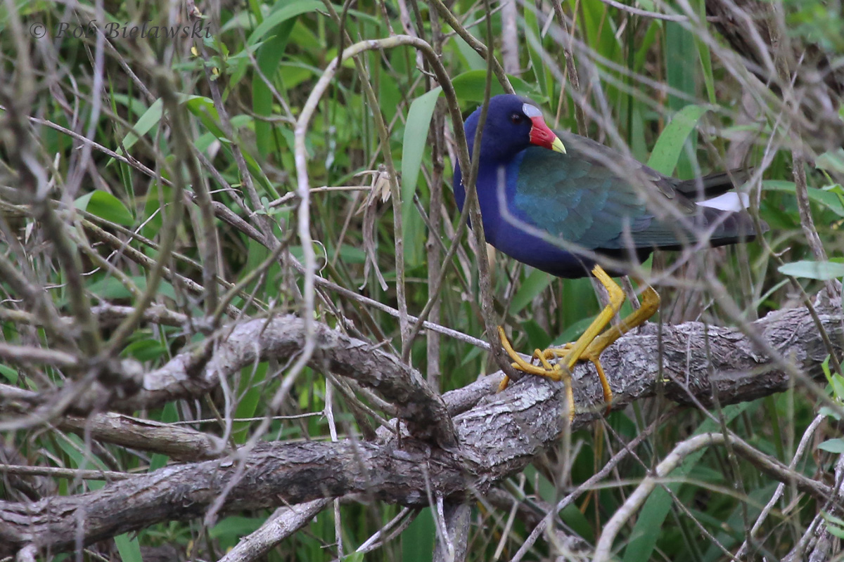   Purple Gallinule / 19 May 2016 / Princess Anne WMA Beasley Tract  