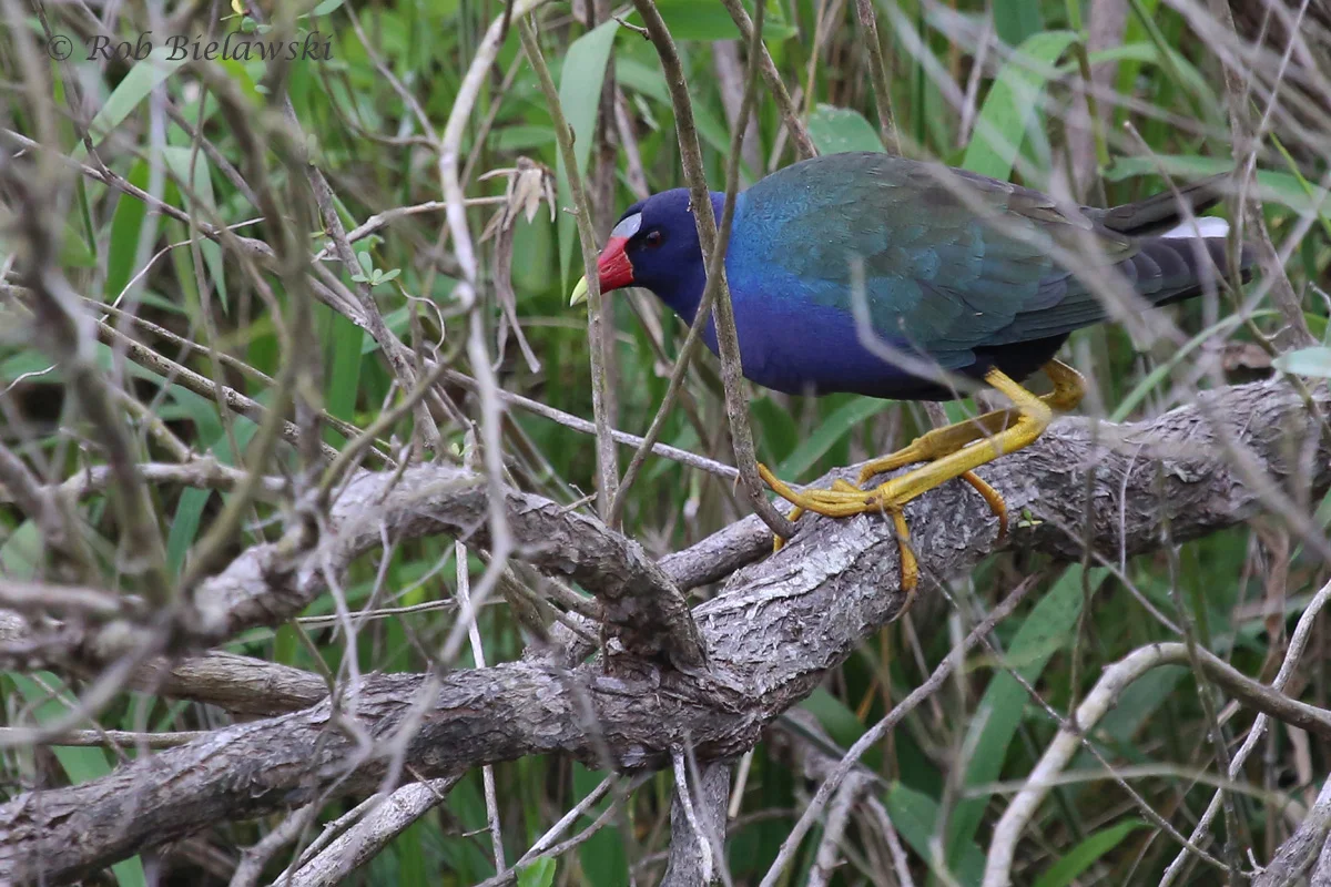   Purple Gallinule / 19 May 2016 / Princess Anne WMA Beasley Tract  