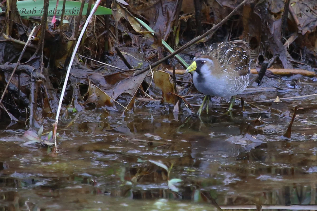   Sora / 19 May 2016 / Princess Anne WMA Beasley Tract  