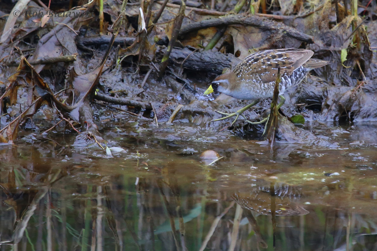   Sora / 19 May 2016 / Princess Anne WMA Beasley Tract  