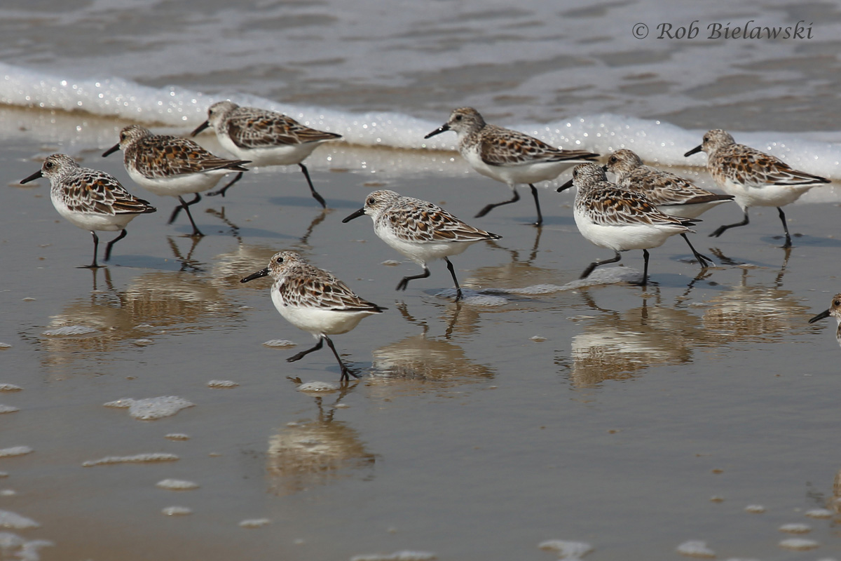   Sanderlings / 20 May 2016 / Back Bay NWR  