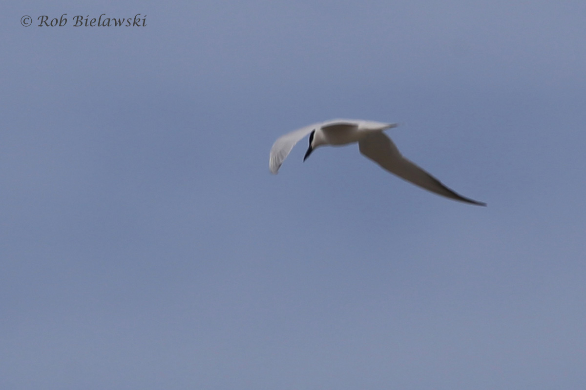   Gull-billed Tern / 20 May 2016 / Back Bay NWR  