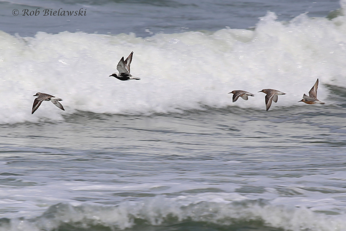   Black-bellied Plovers &amp; Red Knots / 20 May 2016 / Back Bay NWR  