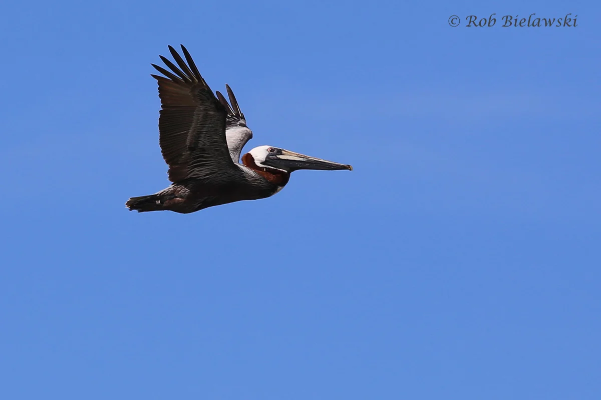   Brown Pelican / 20 May 2016 / Back Bay NWR  