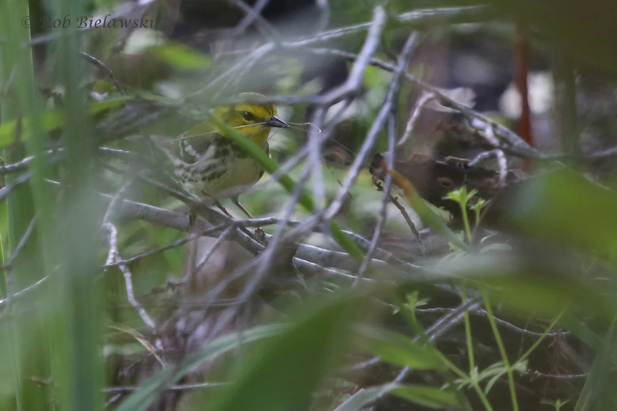   Black-throated Green Warbler / 20 May 2016 / Back Bay NWR  