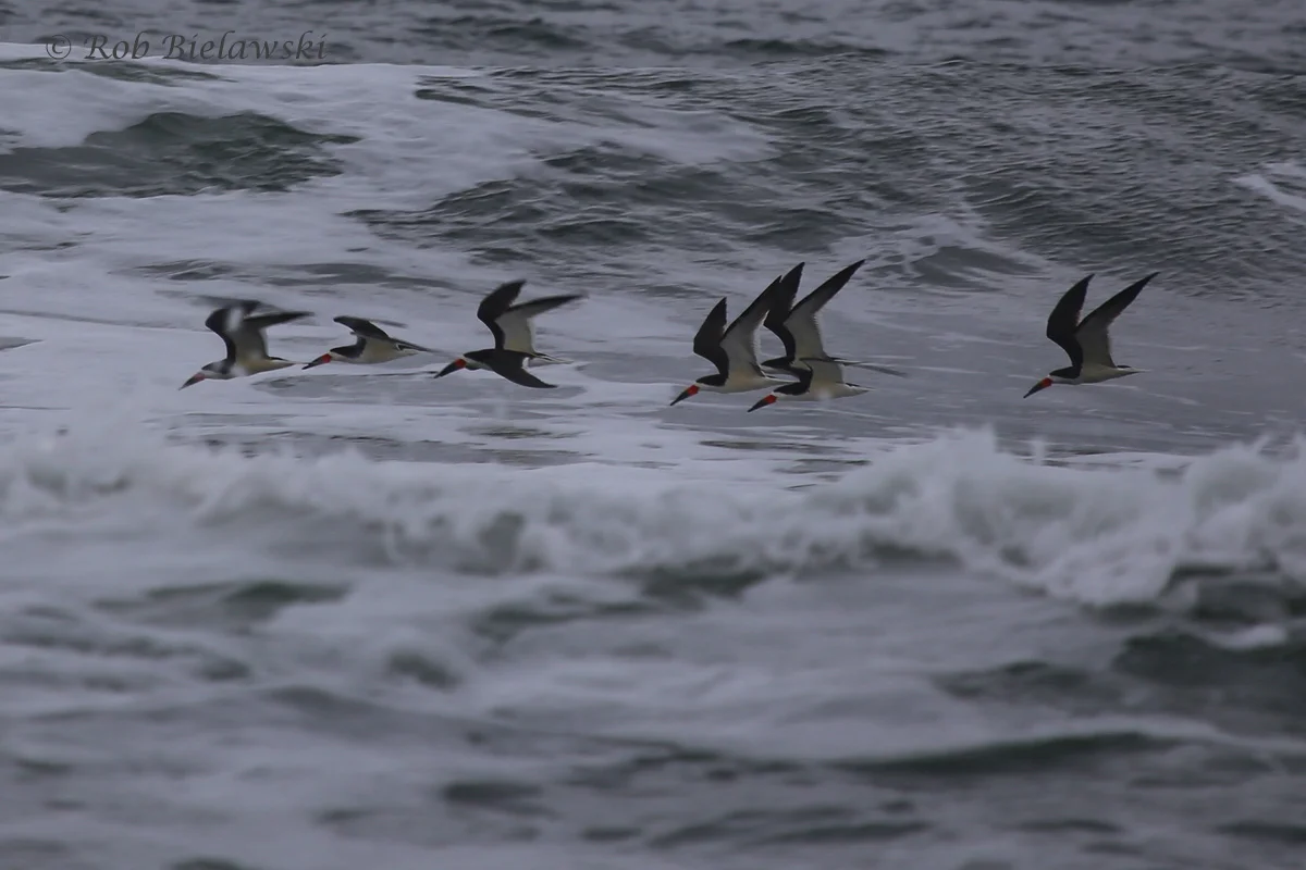   Black Skimmers / 22 May 2016 / Back Bay NWR  