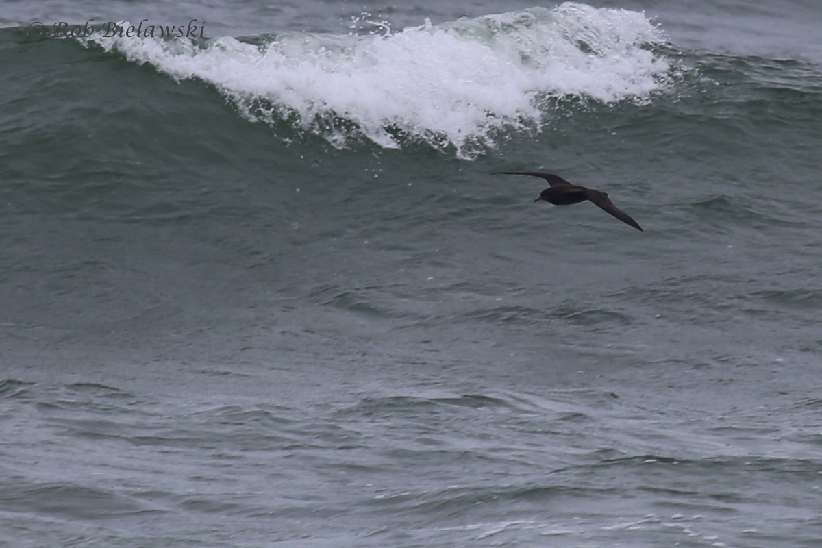   Sooty Shearwater / 22 May 2016 / Back Bay NWR  